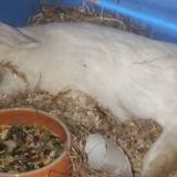 Bolesti kod kunića i kako ih liječiti